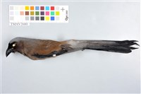 藏品(樹鵲)的圖片